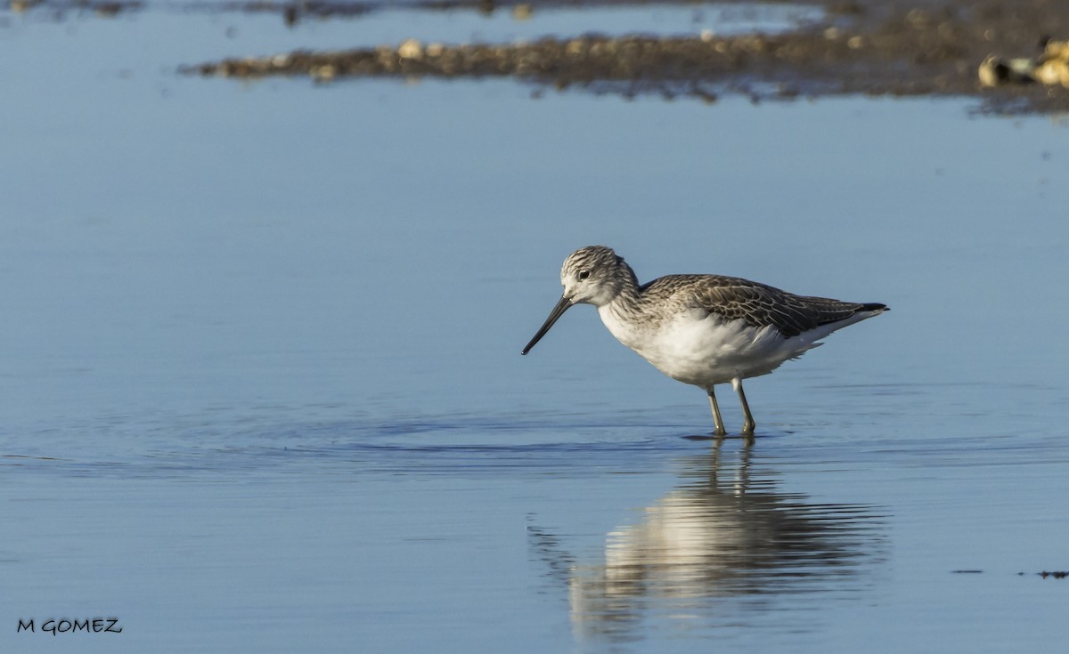 Common Greenshank - ML612115470