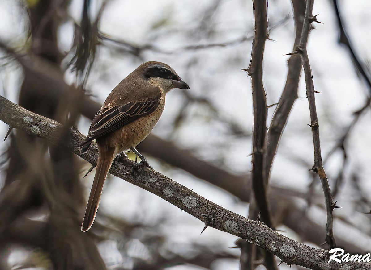 Brown Shrike - ML612115474