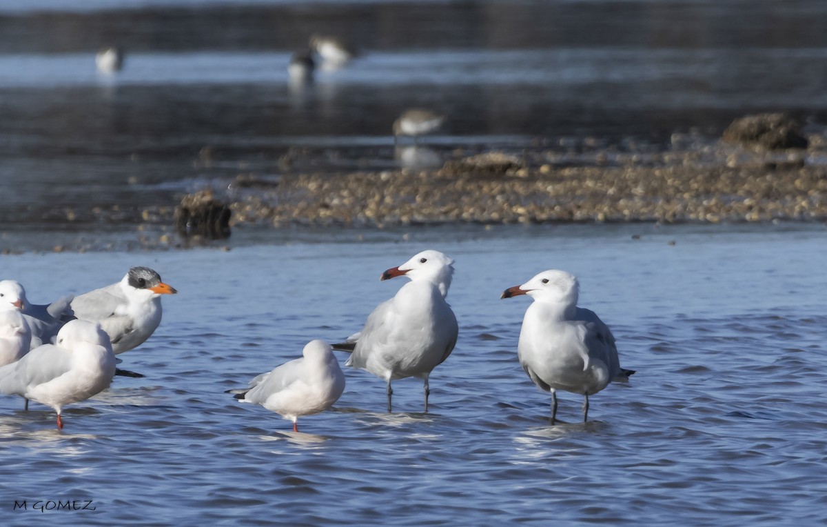 Audouin's Gull - ML612115476