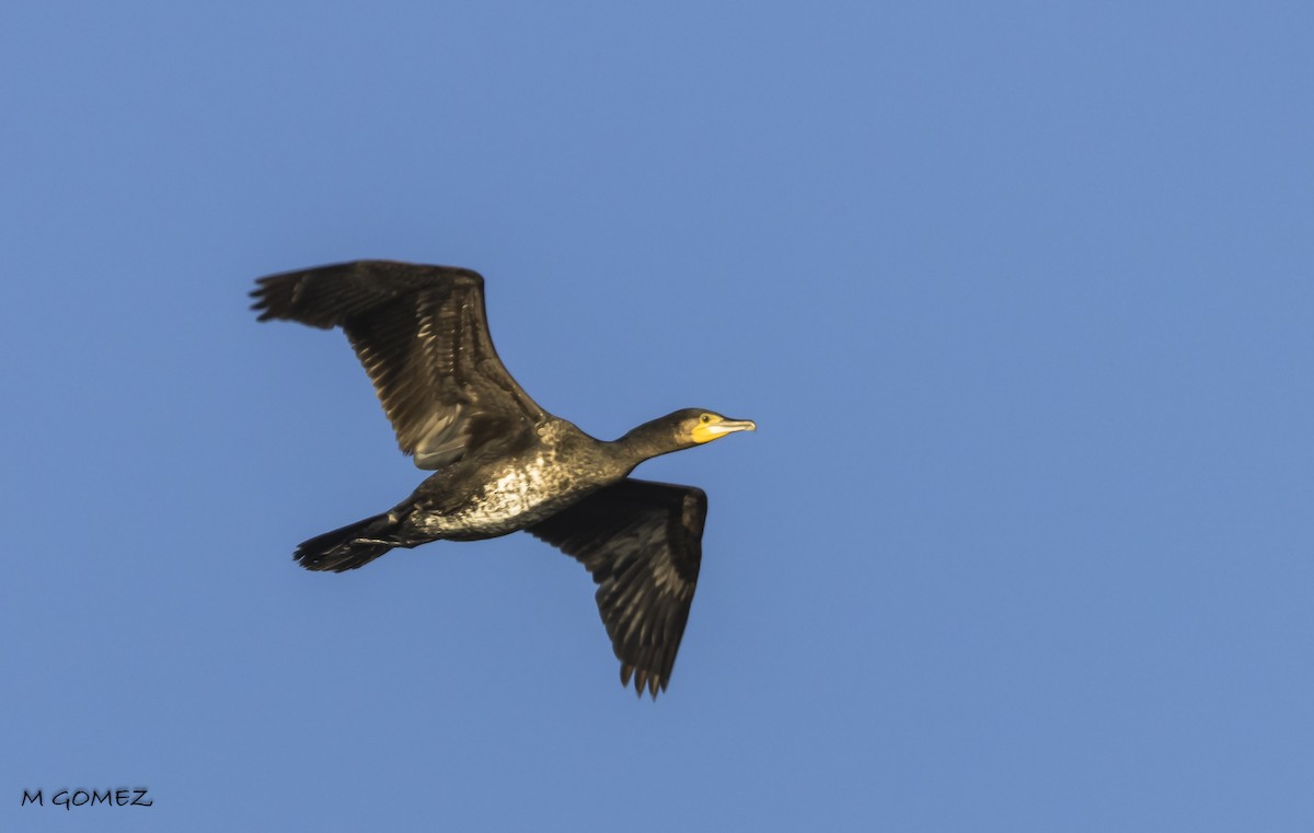 Great Cormorant - ML612115481