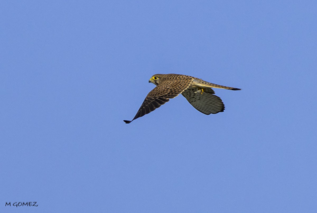 Eurasian Kestrel - ML612115497