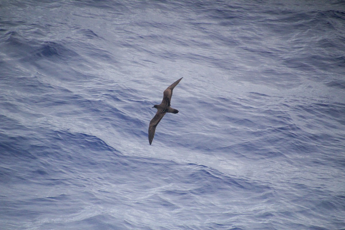 Wedge-tailed Shearwater - Guillaume Calcagni