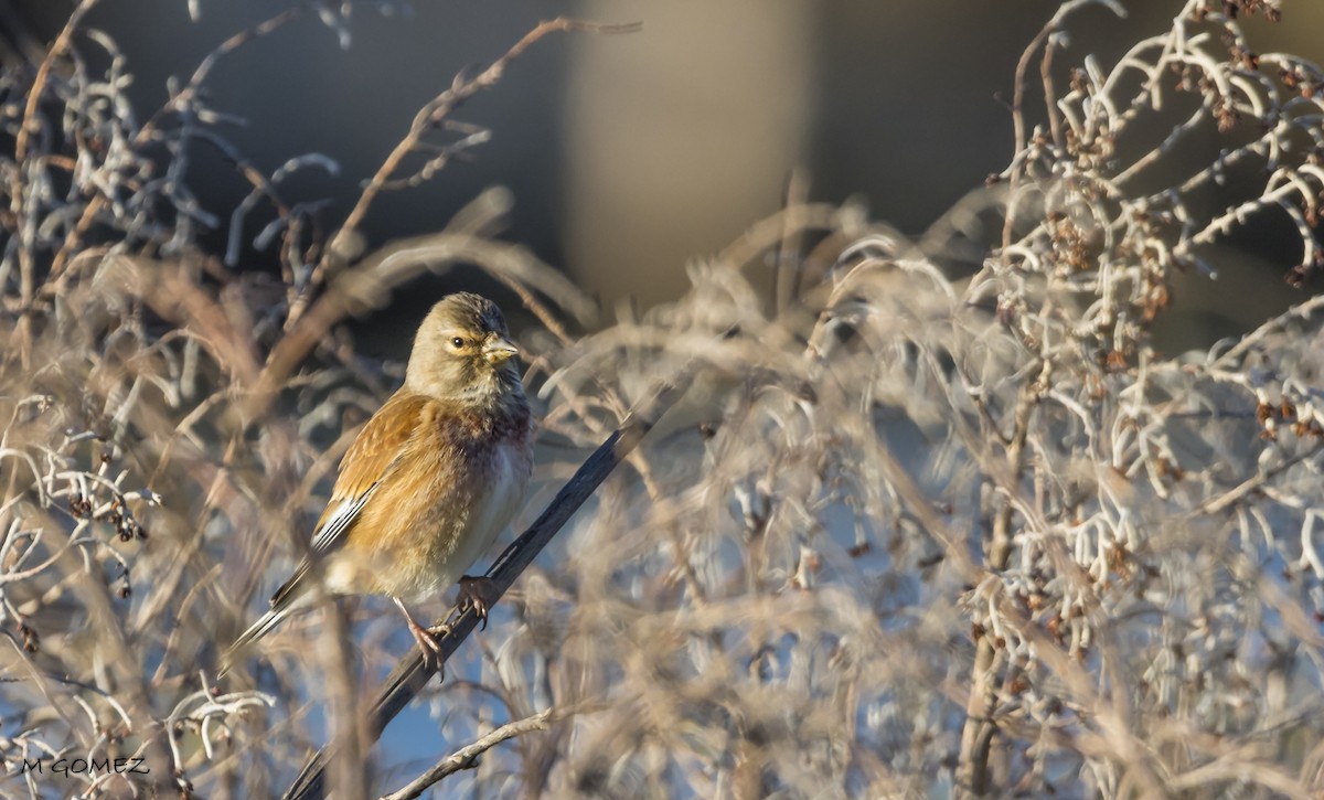 Eurasian Linnet - ML612115513