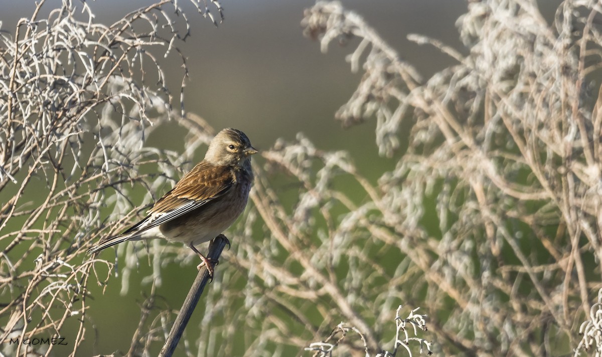 Eurasian Linnet - ML612115514