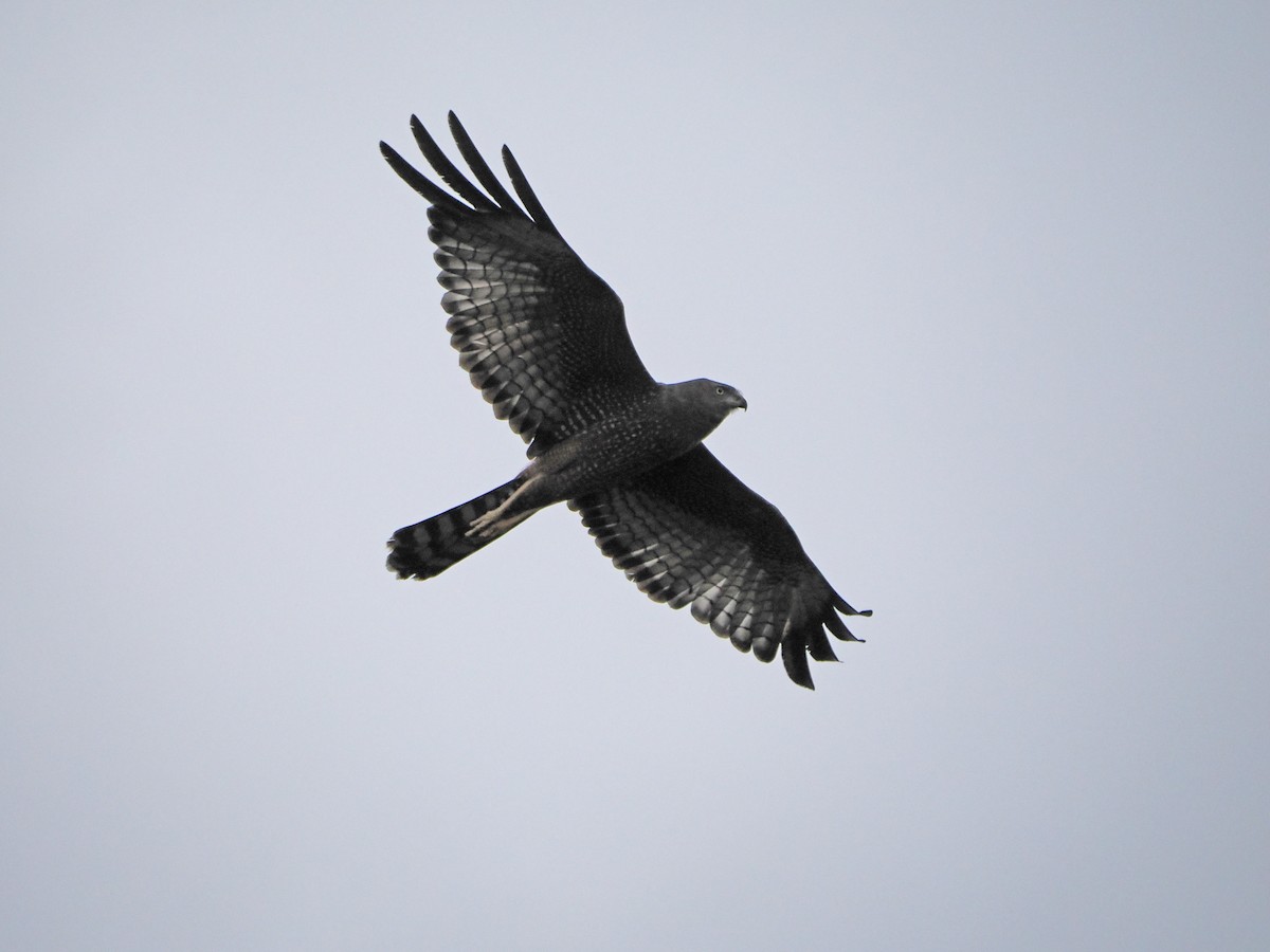 Spotted Harrier - ML612115571