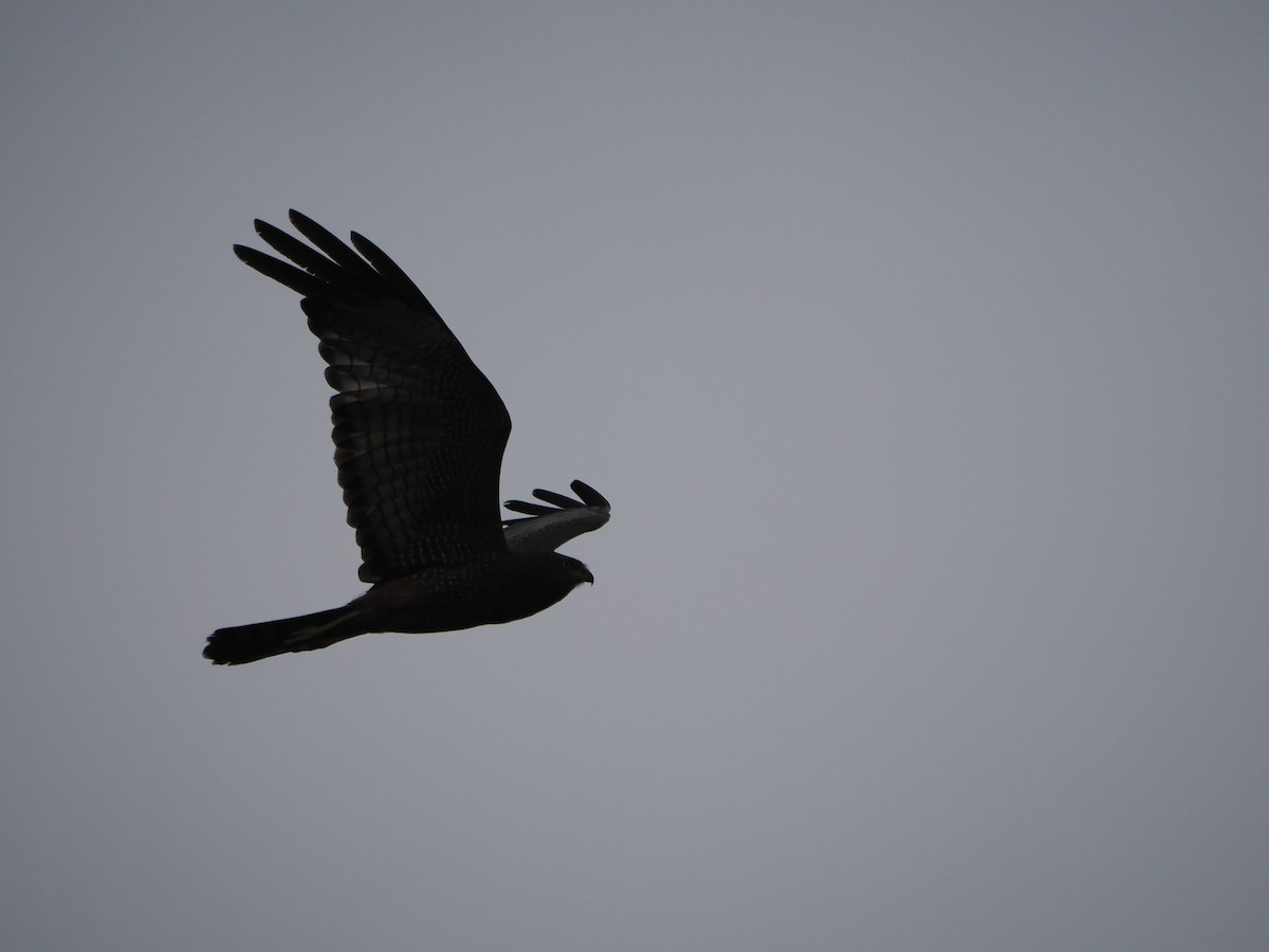 Spotted Harrier - ML612115572