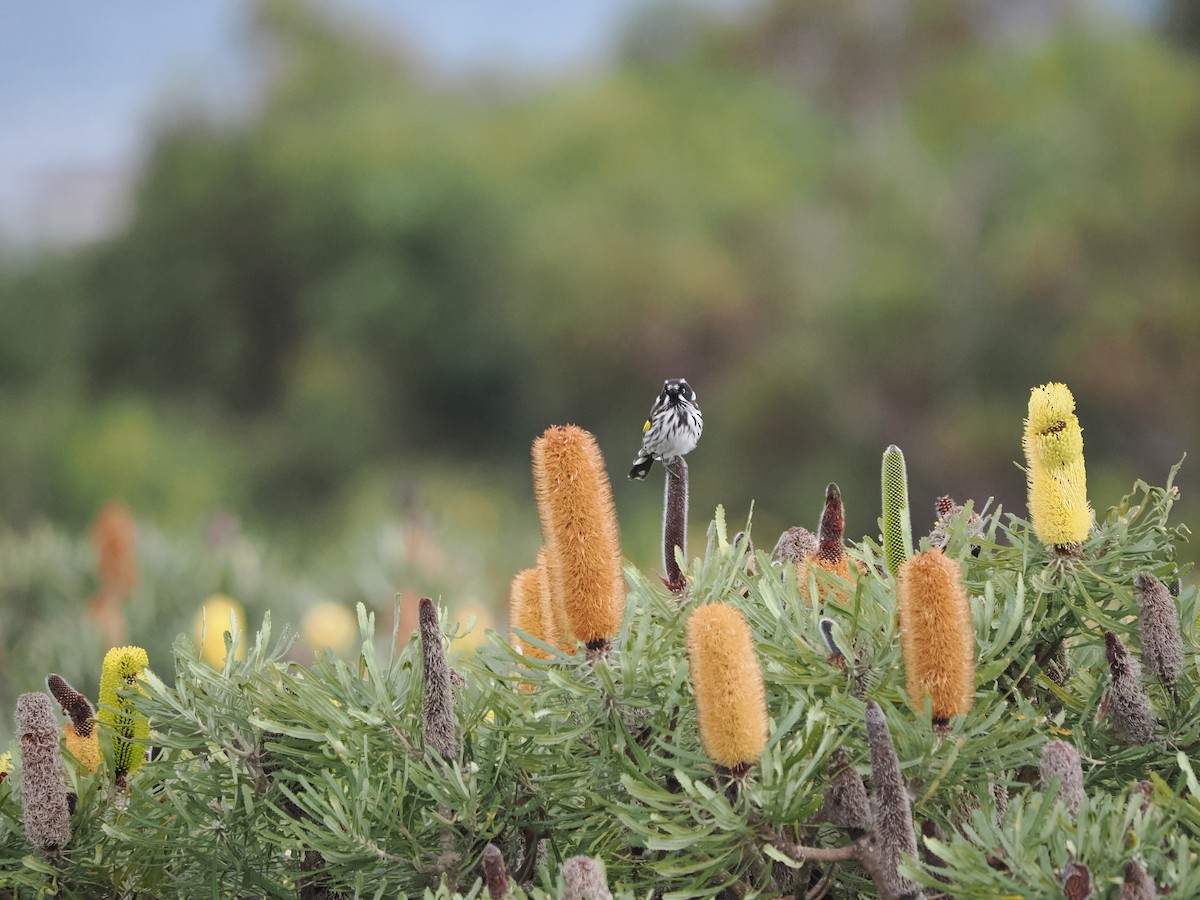 New Holland Honeyeater - ML612115580