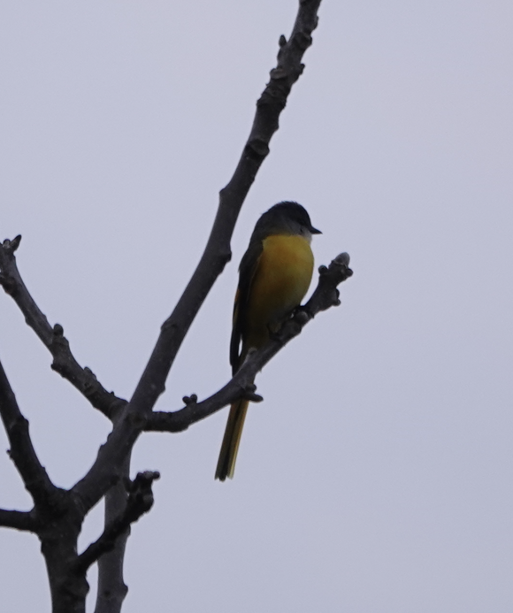 Gray-chinned Minivet - Zhongyu Wang