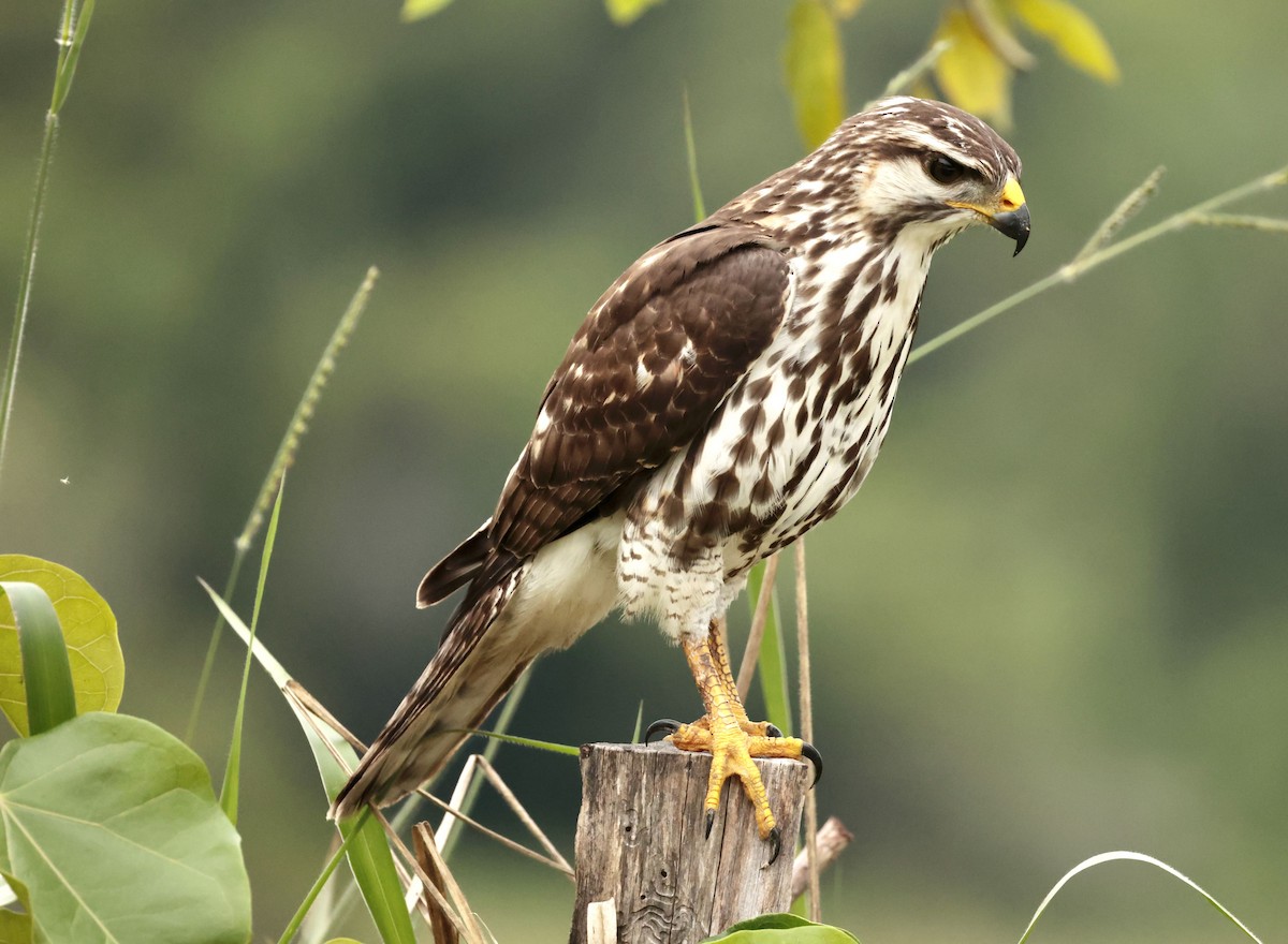 Gray Hawk - ML612115661