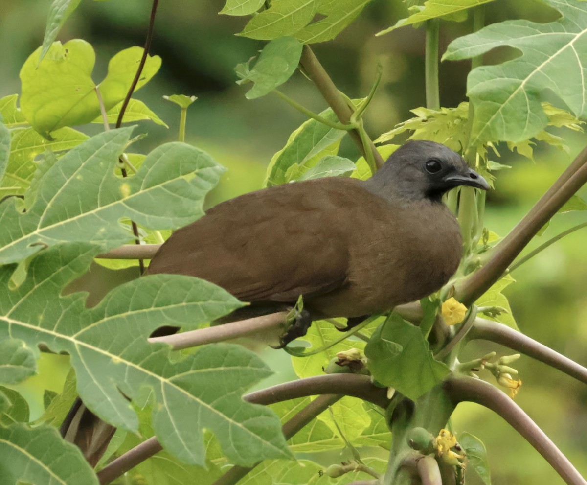 Plain Chachalaca - ML612115663