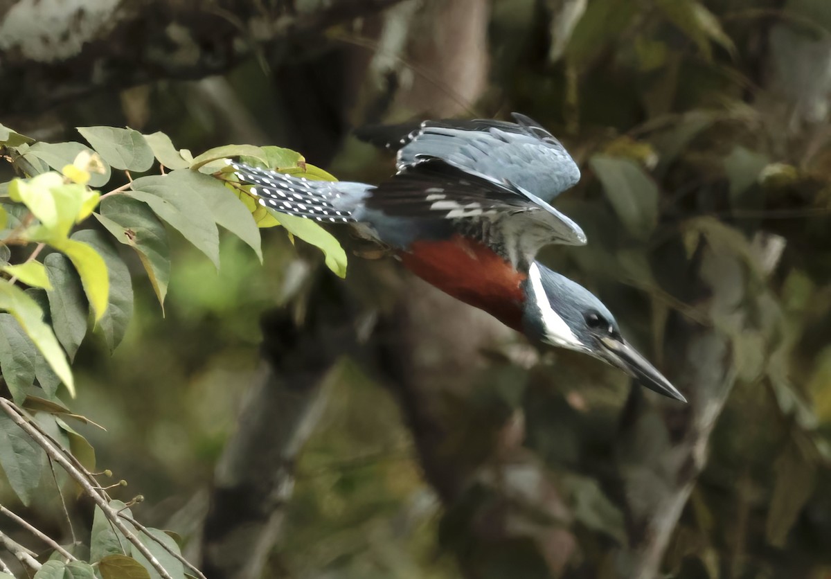 Ringed Kingfisher - ML612115669