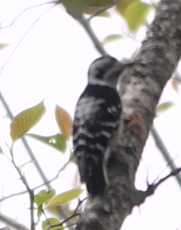 Gray-capped Pygmy Woodpecker - ML612115828