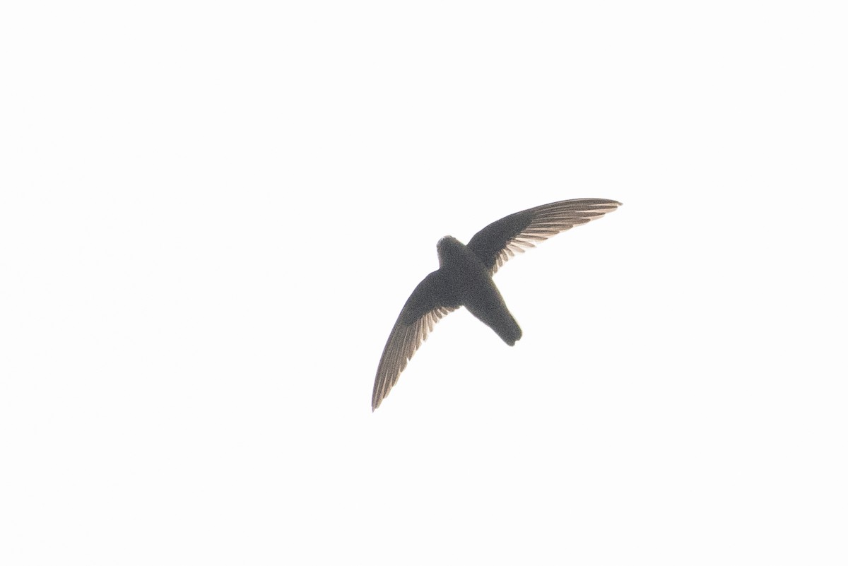 Gray-rumped Swift - ML612115856