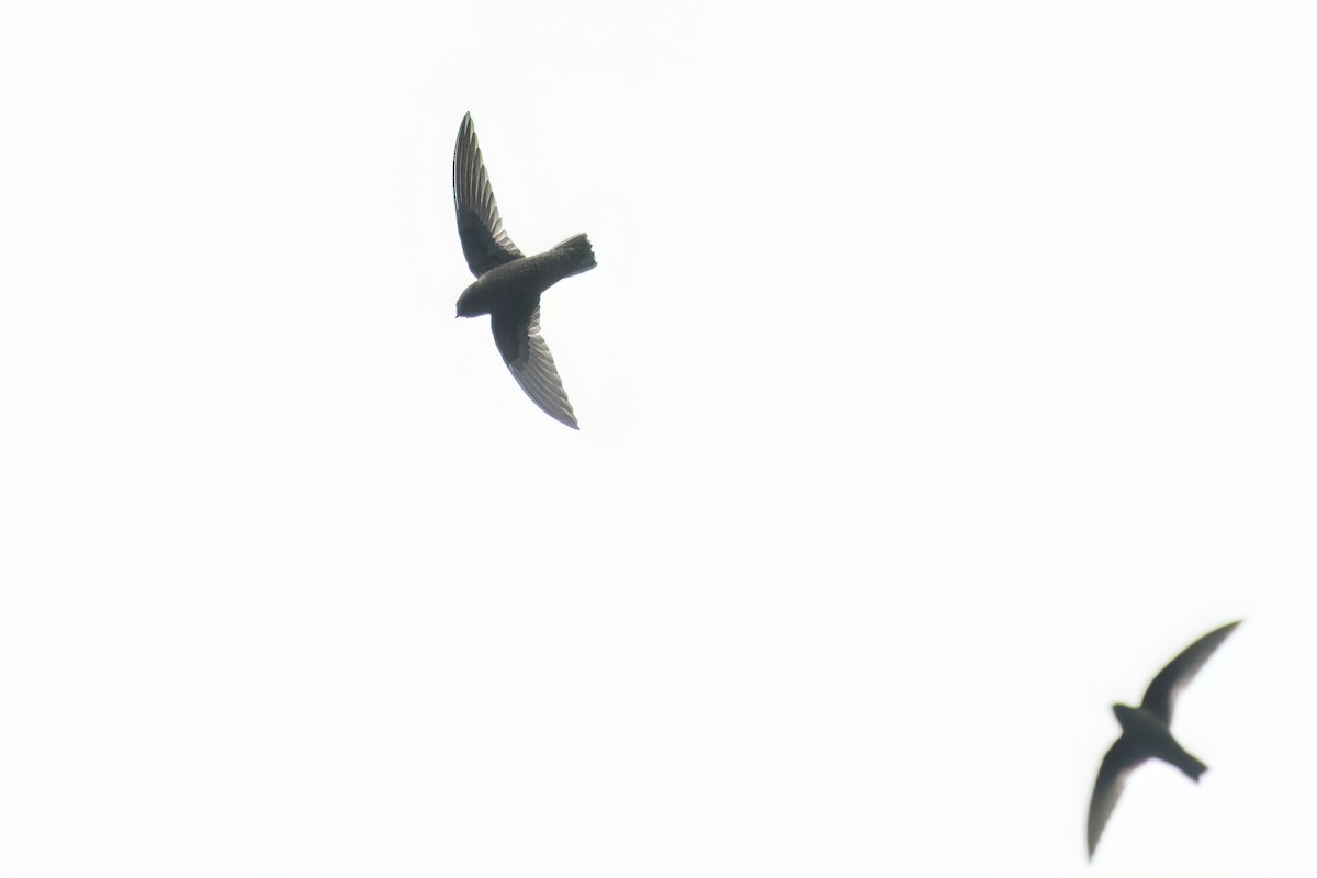 Gray-rumped Swift - ML612115857