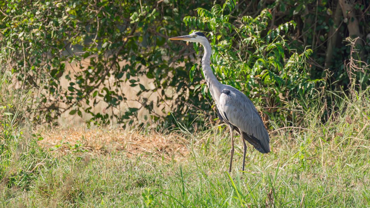 Gray Heron - ML612115887