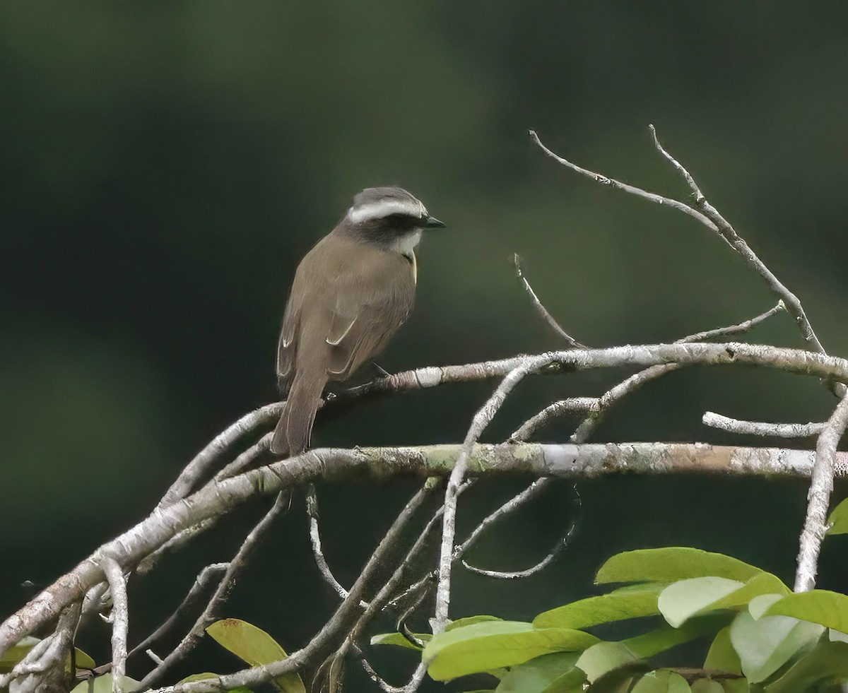 Social Flycatcher - Greg Plowman