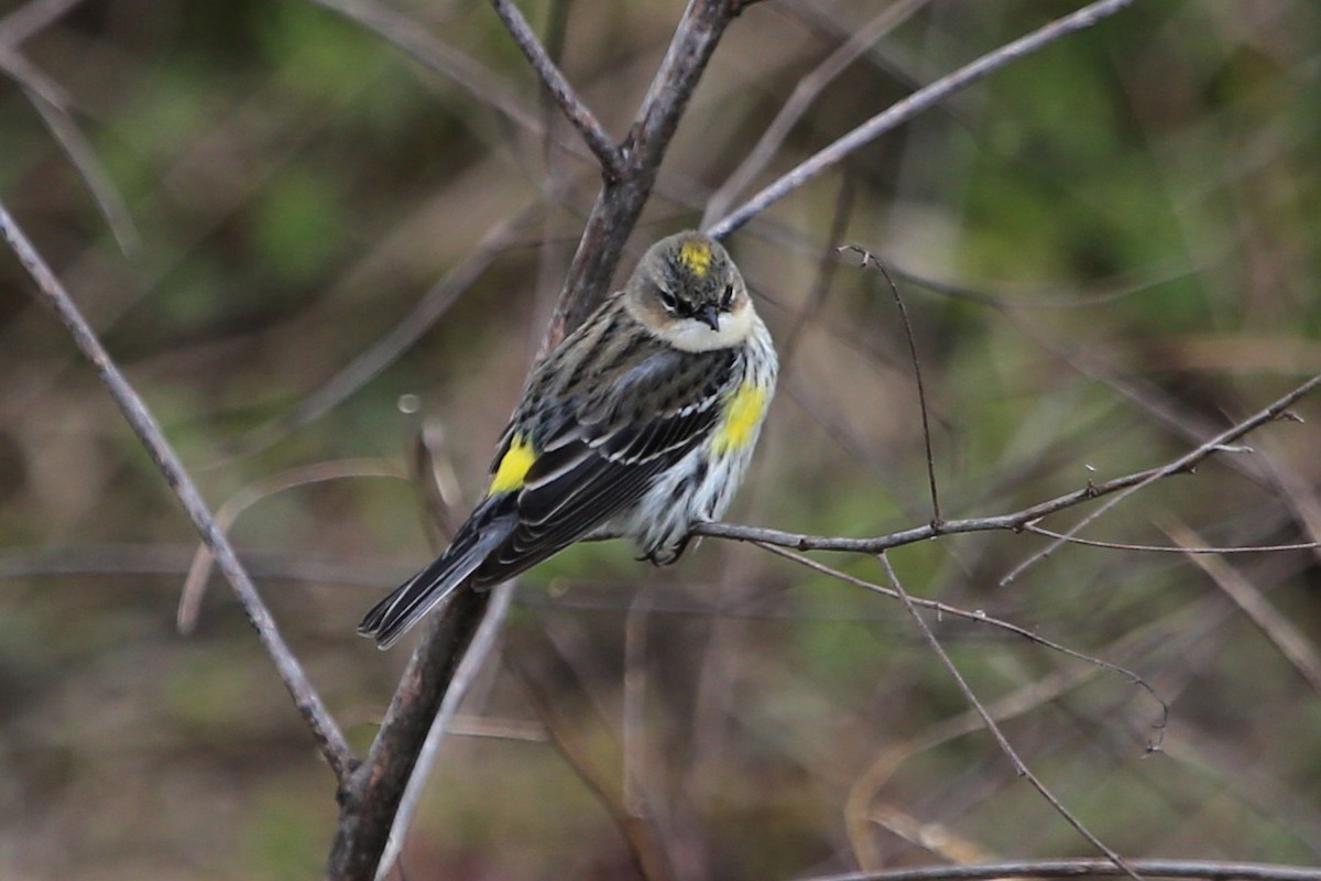 Reinita Coronada (coronata) - ML612115892