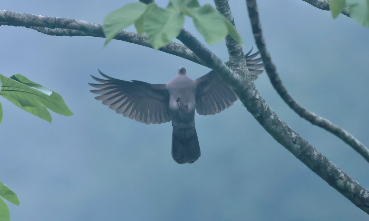 White-tipped Dove - ML612115895