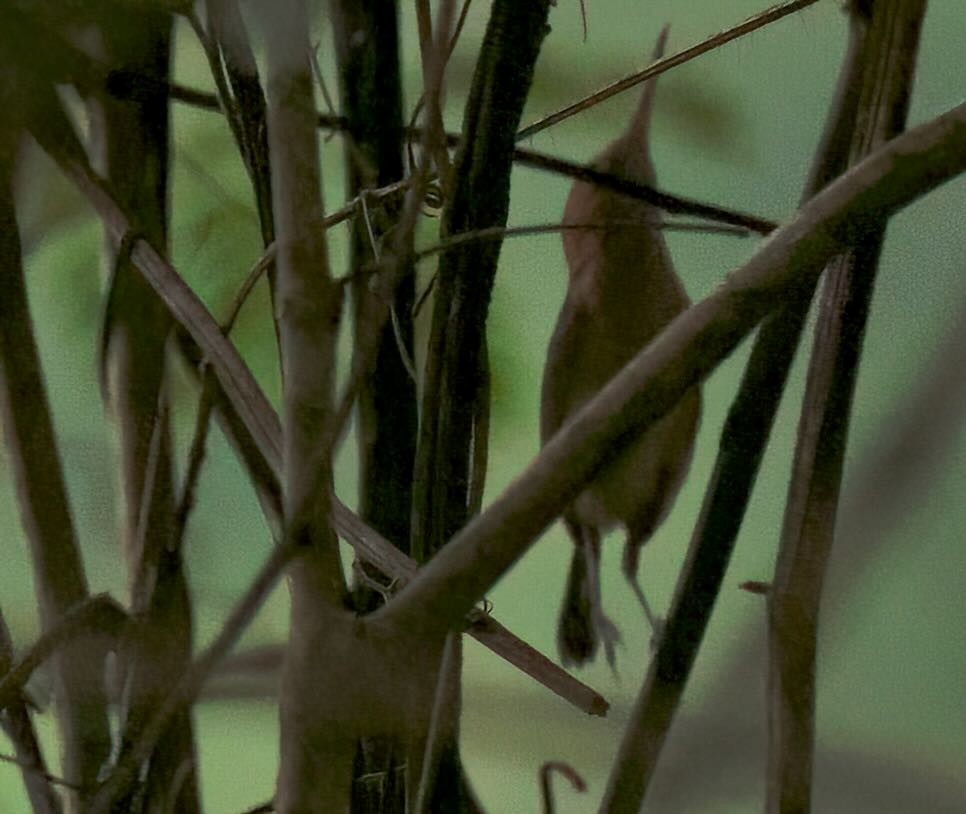 Long-billed Gnatwren - ML612115949