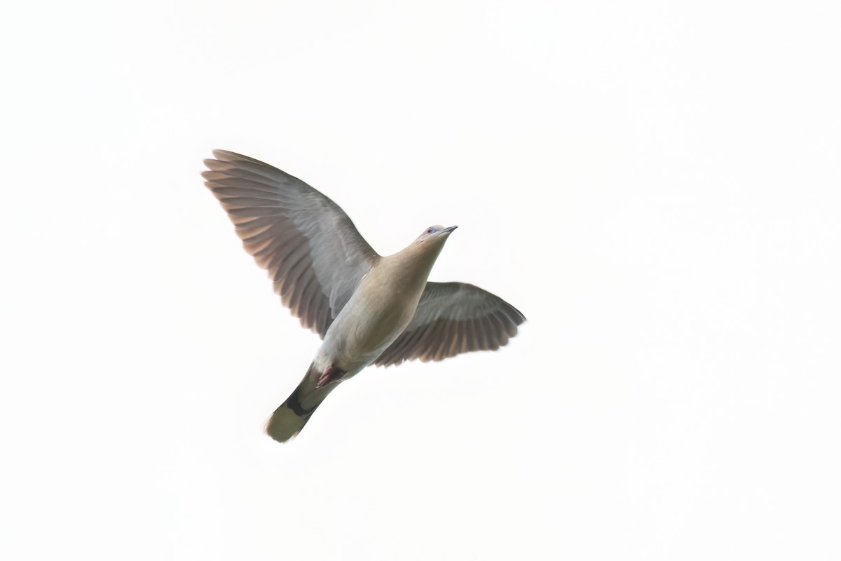 White-winged Dove - ML612115964