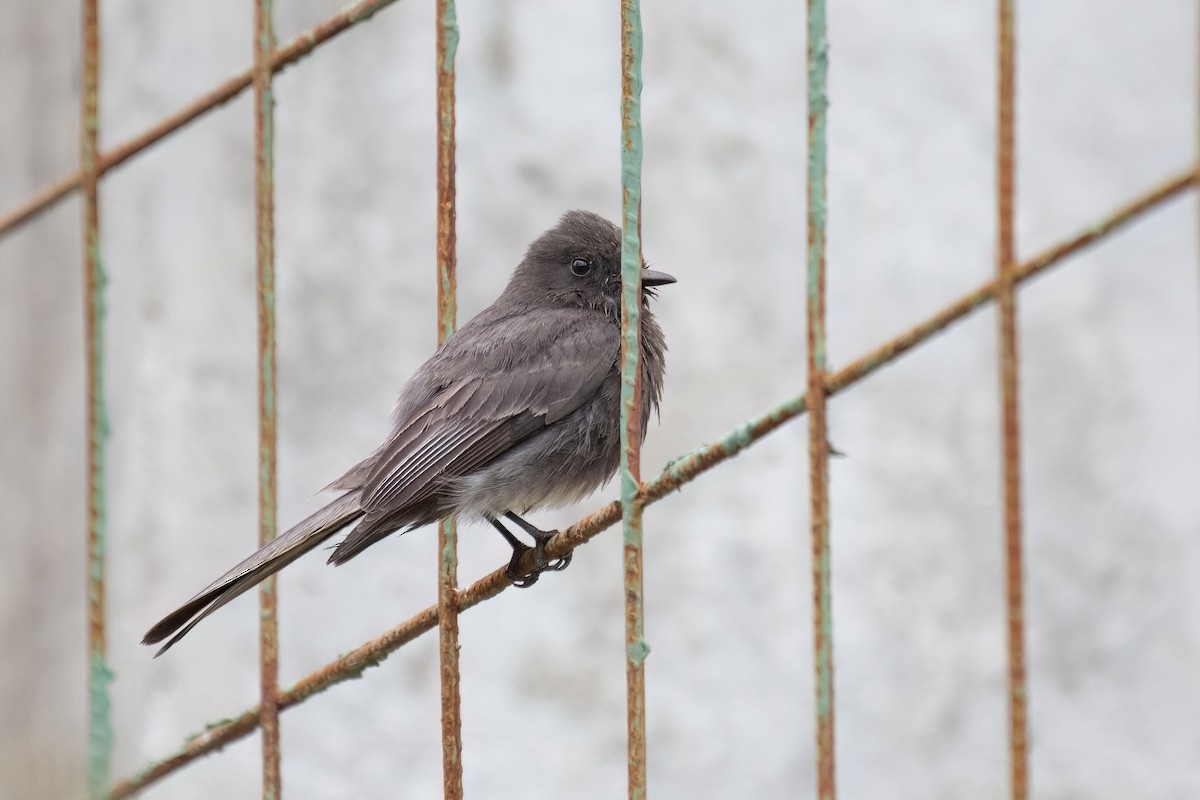 Black Phoebe - ML612115966