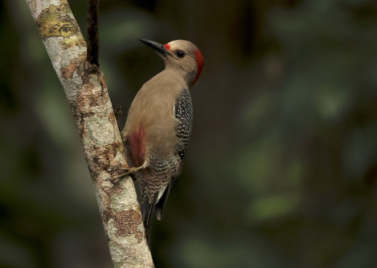Golden-fronted Woodpecker - Greg Plowman