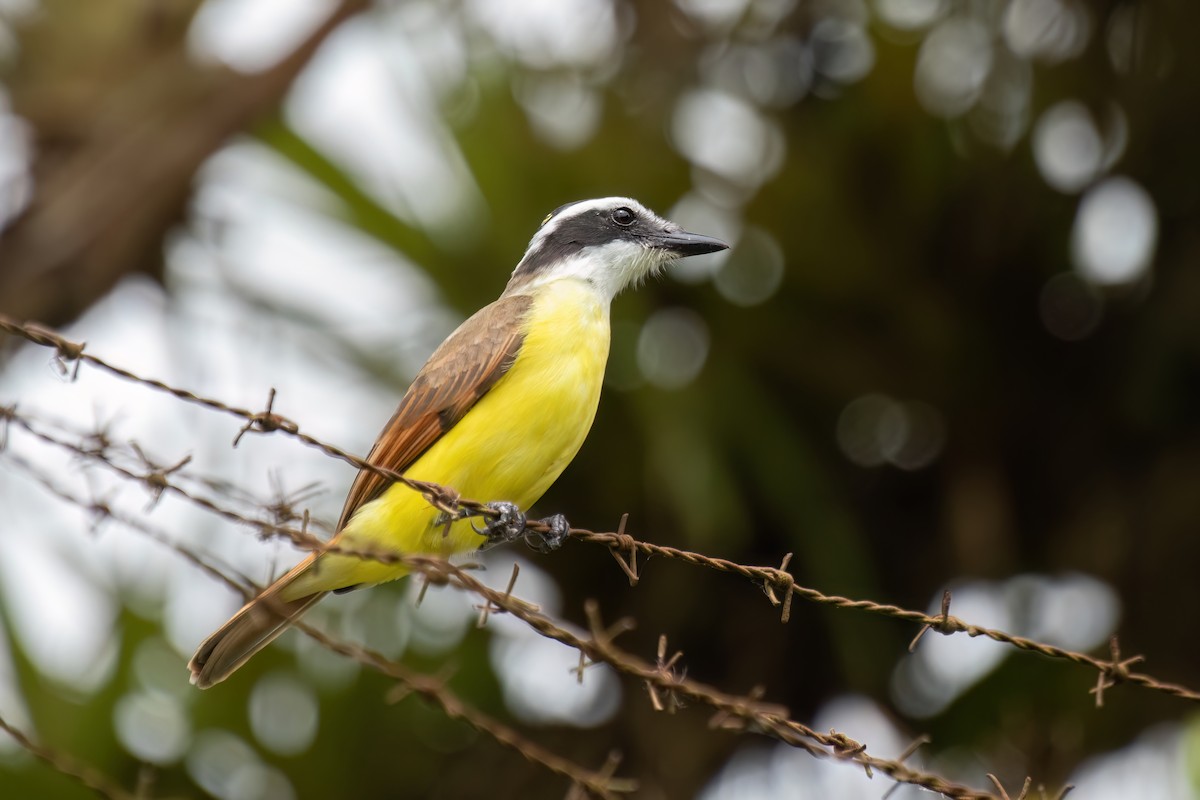 Great Kiskadee - ML612115981