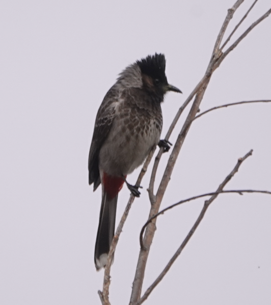 Red-vented Bulbul - ML612116011