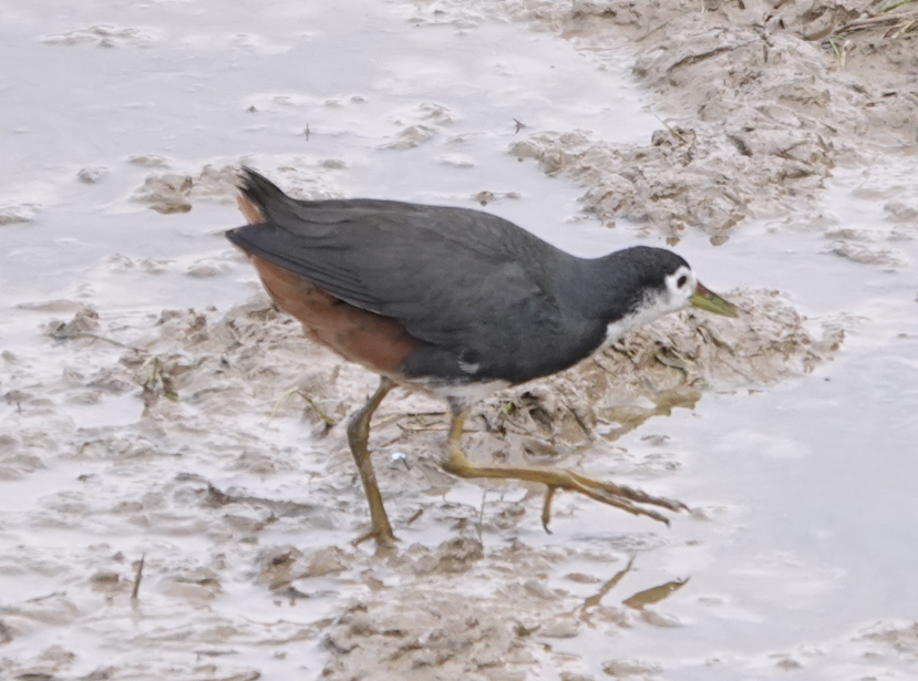 White-breasted Waterhen - ML612116016