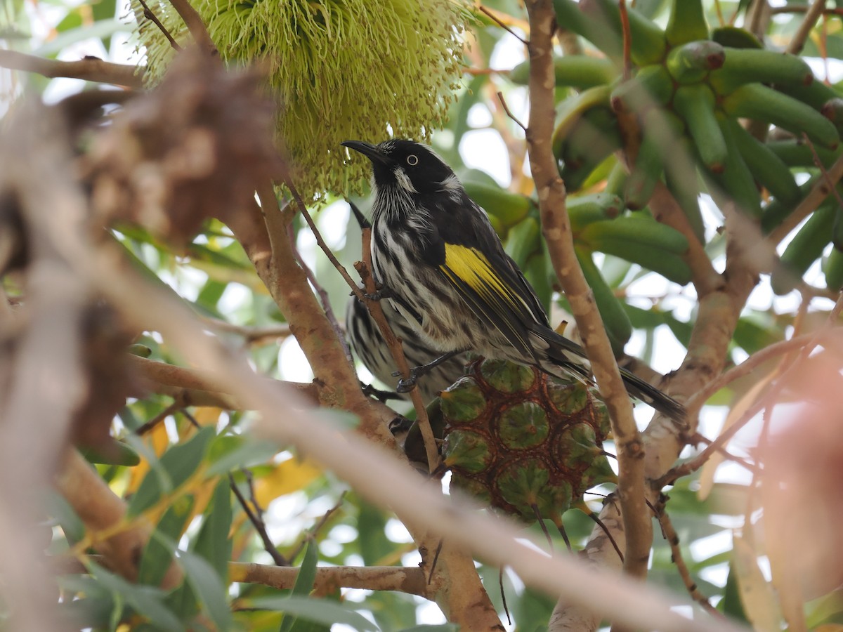 New Holland Honeyeater - ML612116018