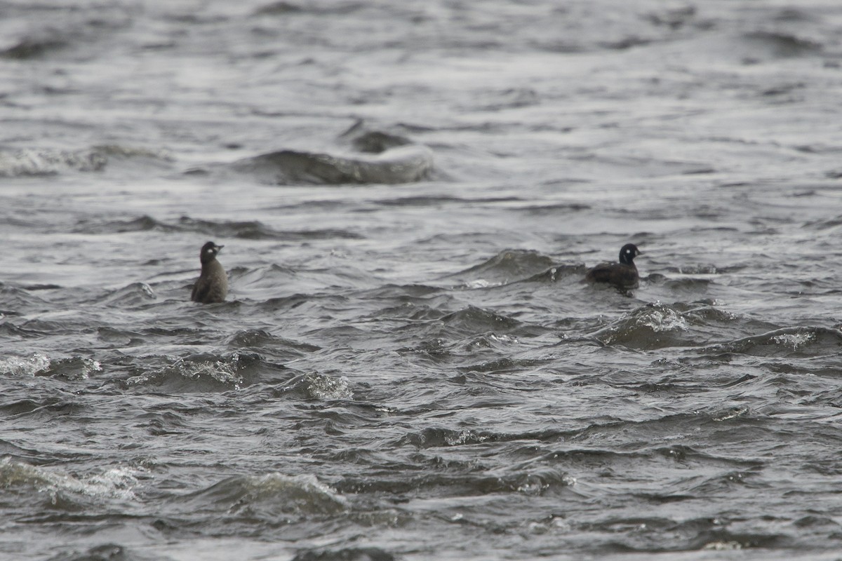 Harlequin Duck - ML612116082