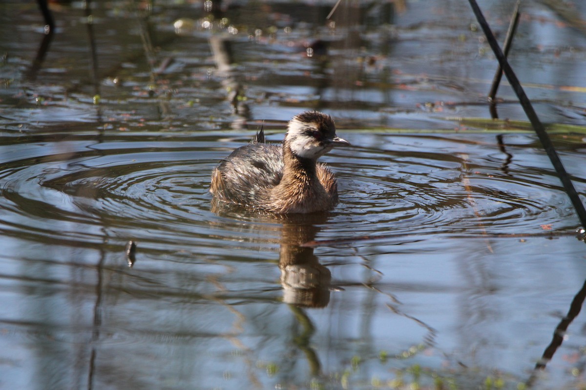 White-tufted Grebe - ML612116088