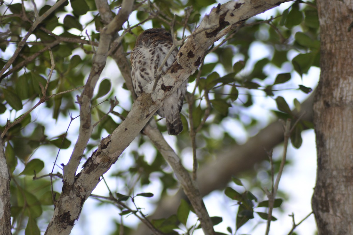 Cuban Pygmy-Owl - ML612116093