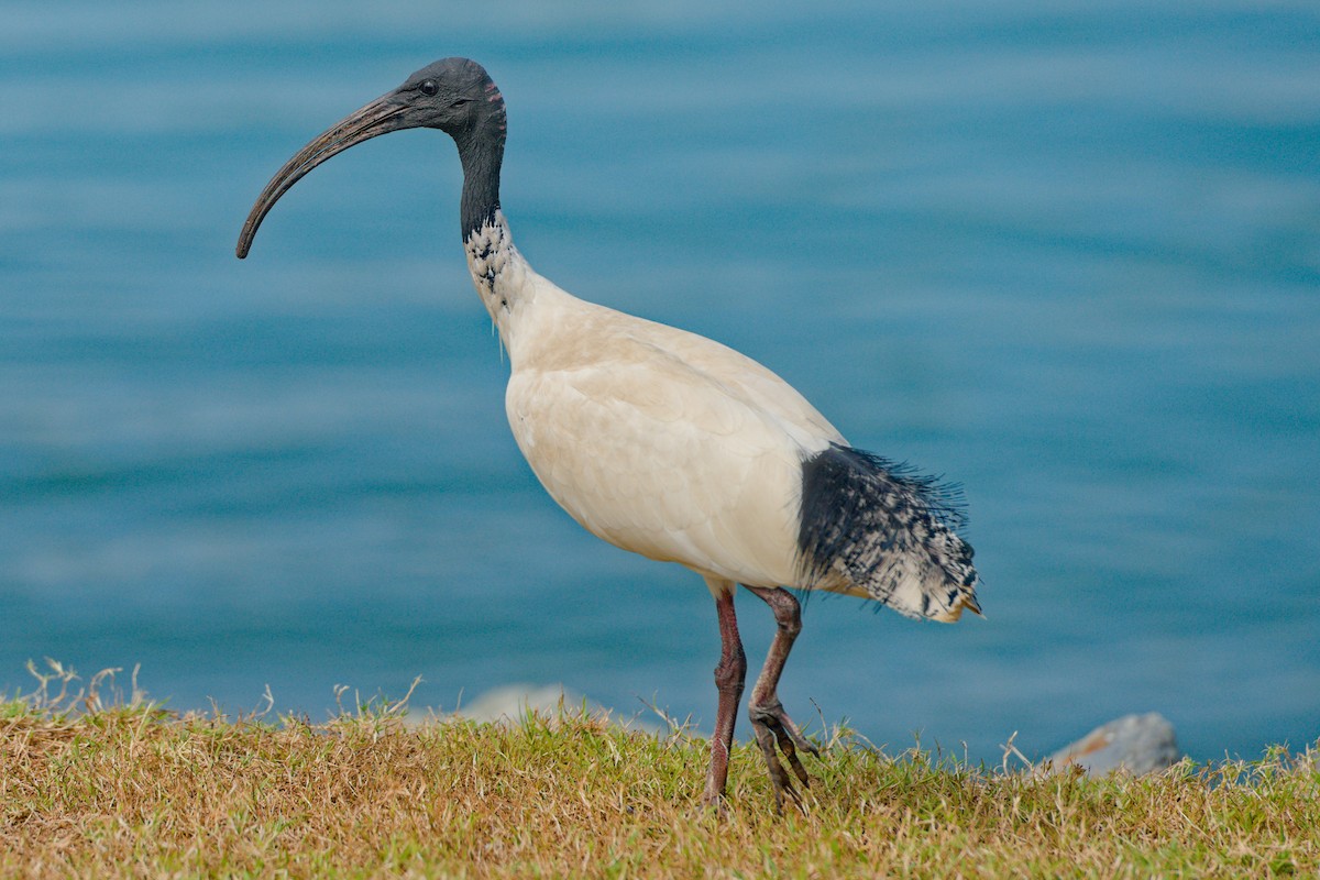 Australian Ibis - ML612116097