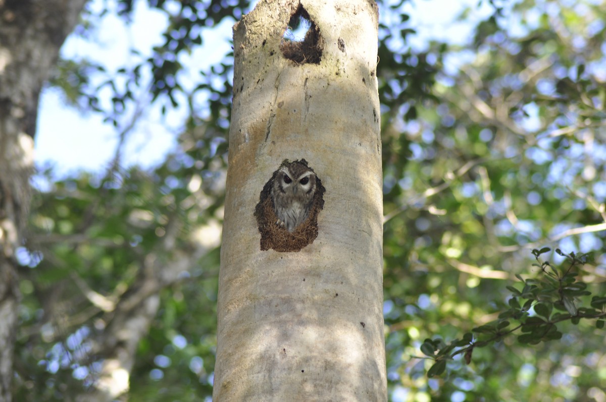 Bare-legged Owl - ML612116099