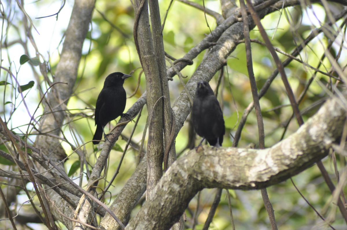 Red-shouldered Blackbird - ML612116104