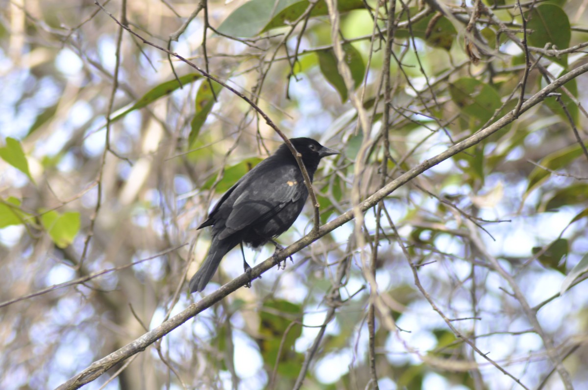 Red-shouldered Blackbird - ML612116111