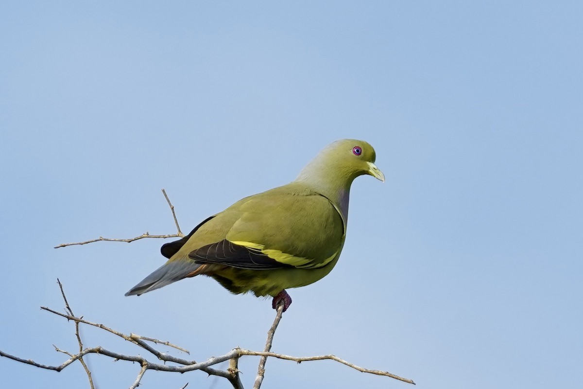 橙胸綠鳩 - ML612116255
