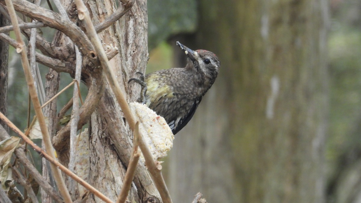 Yellow-bellied Sapsucker - ML612116281