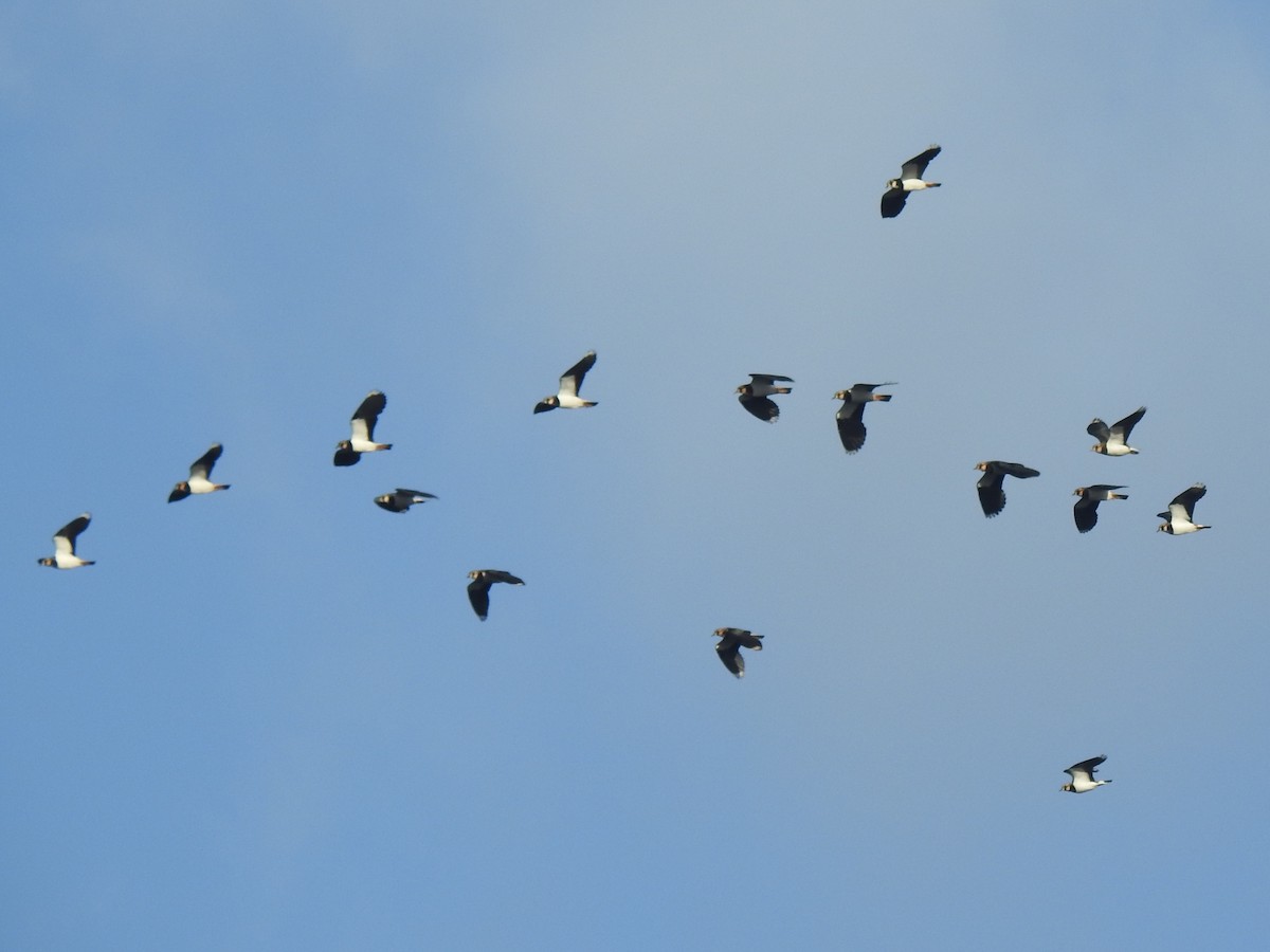 Northern Lapwing - ML612116290