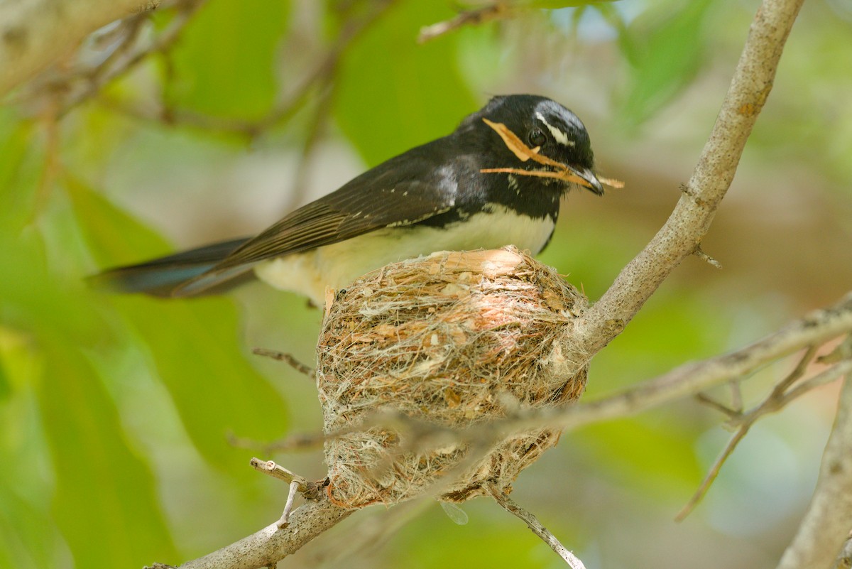 Willie-wagtail - ML612116337