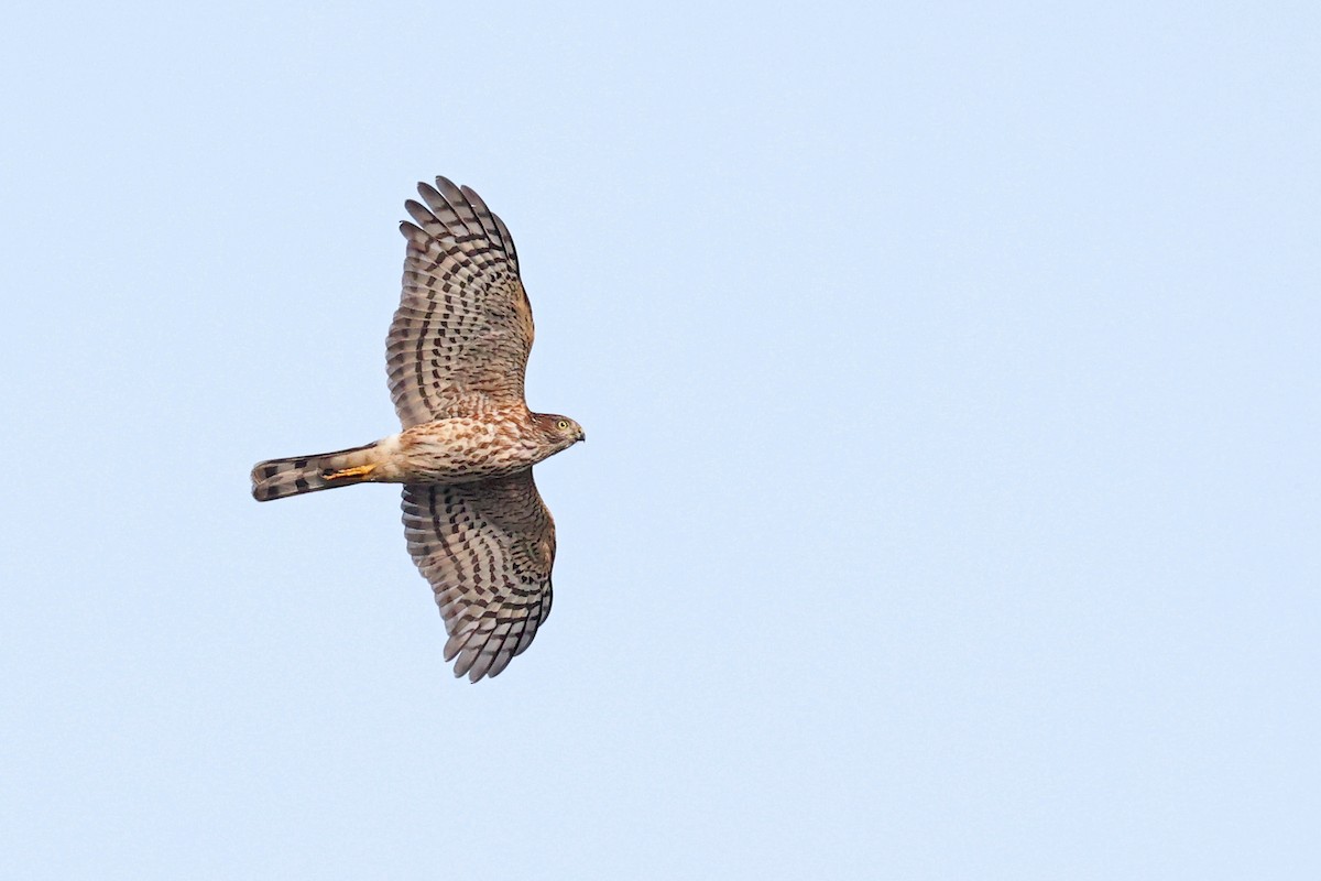 Sharp-shinned Hawk - ML612116340