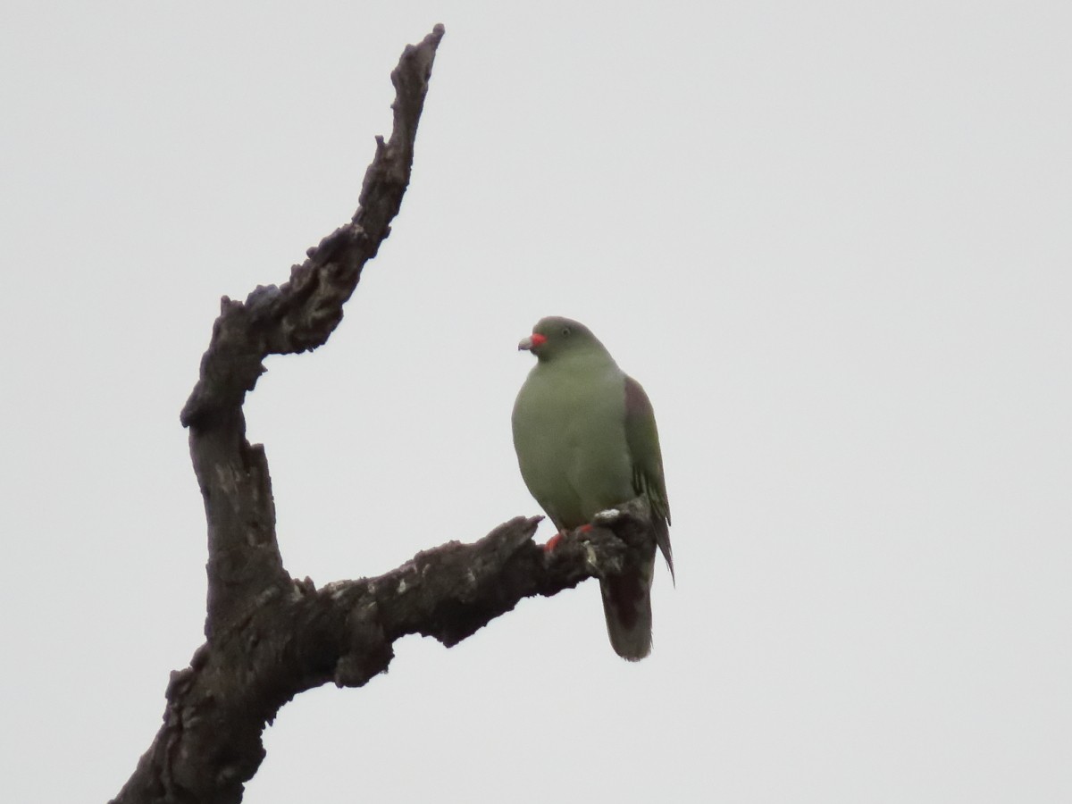 African Green-Pigeon - ML612116400