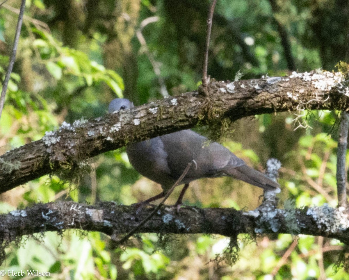 Colombe à face blanche - ML612116419