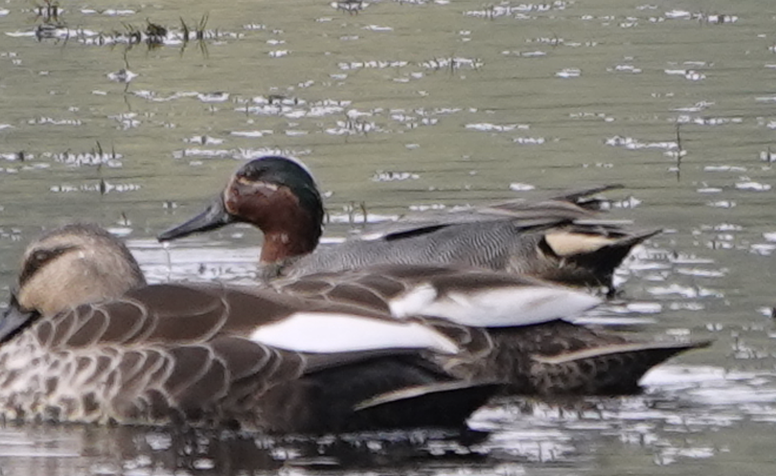 Green-winged Teal - ML612116421