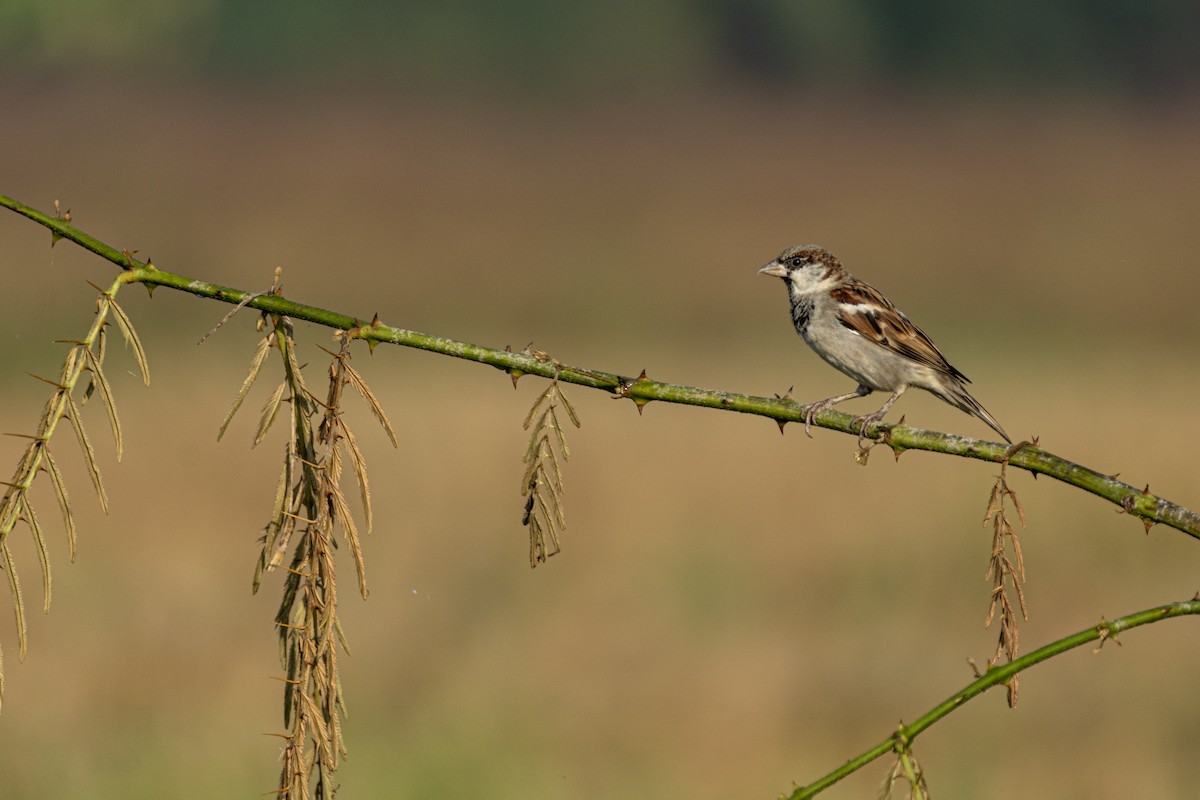 House Sparrow - Muangpai Suetrong