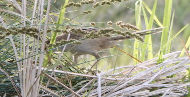 Striated Grassbird - ML612116463