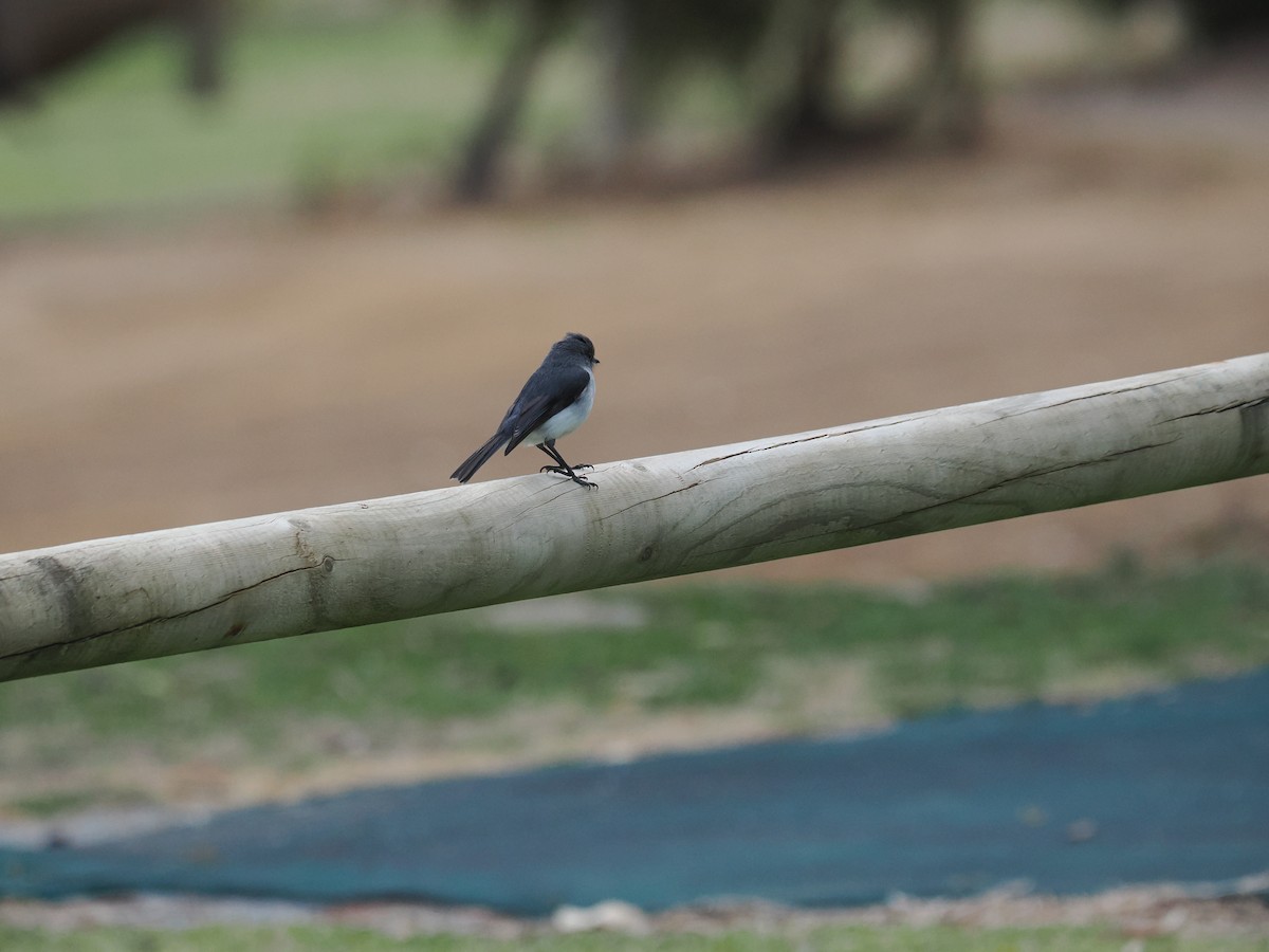 White-breasted Robin - ML612116468