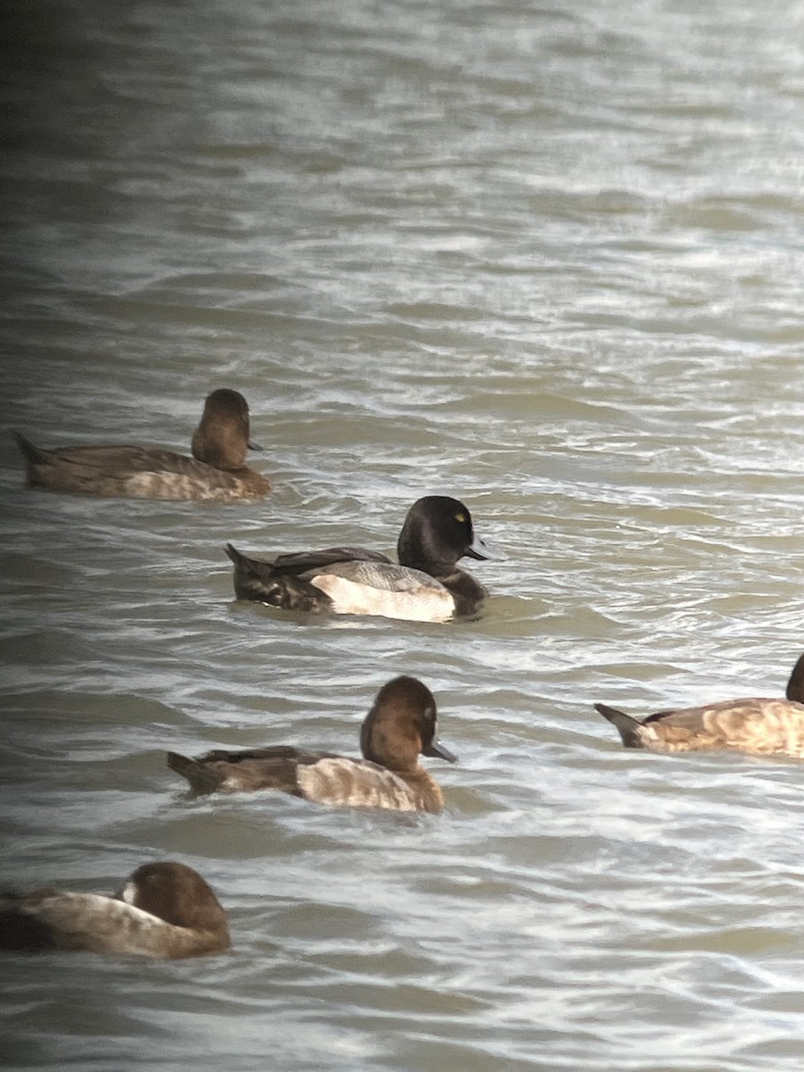 Greater Scaup - ML612116479