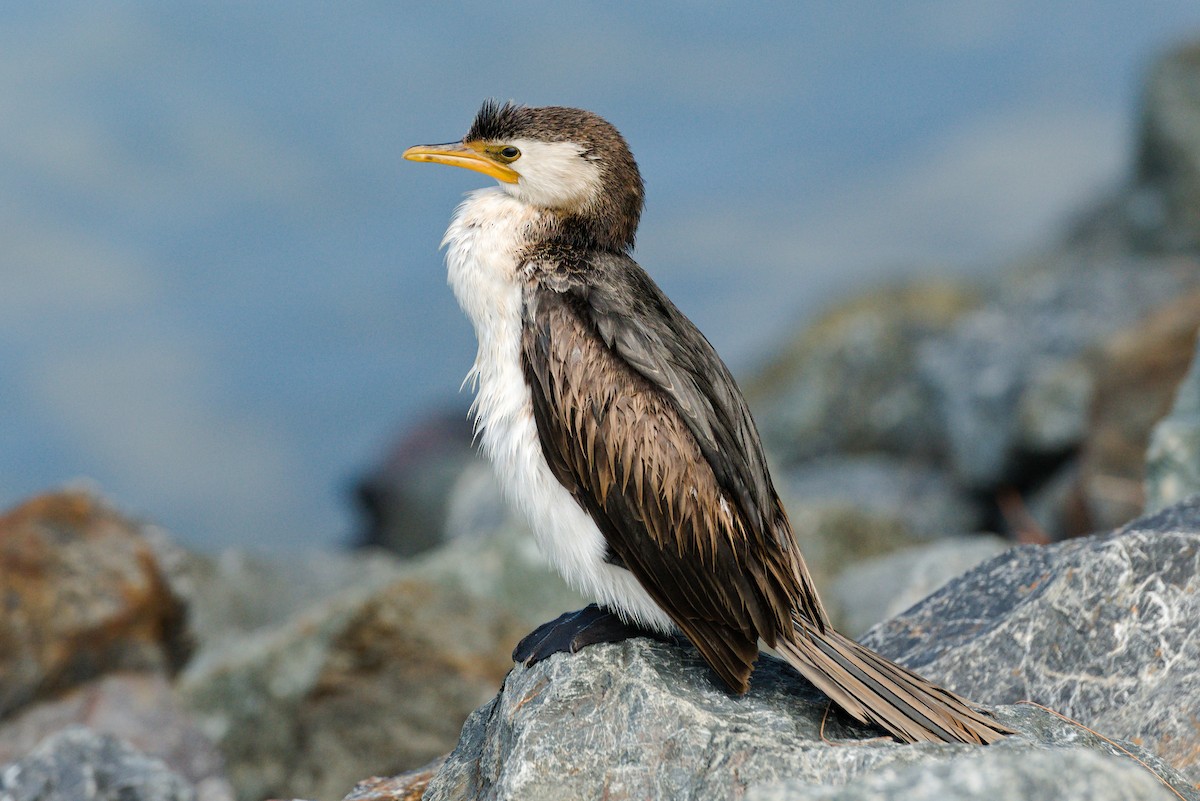 Little Pied Cormorant - ML612116491